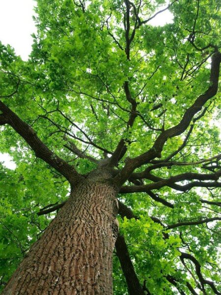 Oak wilt season is upon us. Here’s how to protect your oak trees. – KSAT