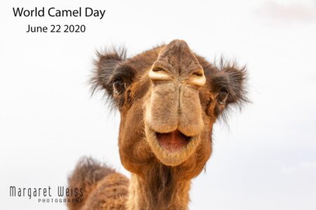 World Camel Day: Visitors learn about camels’ role in U.S Army history at Alamo – WOAI