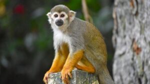 San Antonio woman faces federal charge after smuggling spider monkeys into U.S. – WOAI