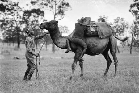 World Camel Day: Visitors learn about camels’ role in U.S Army history at Alamo – KABB
