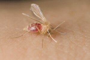 Why Texas is crucial in stopping the spread of a deadly, devastating parasite – MySA