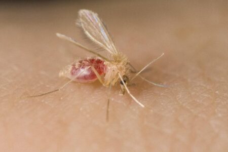 Why Texas is crucial in stopping the spread of a deadly, devastating parasite – MySA