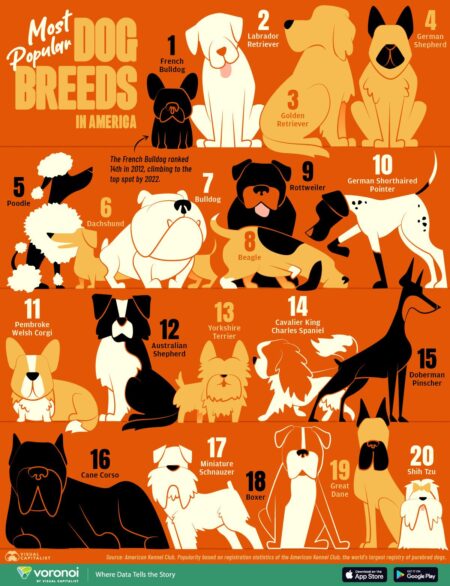 Most popular dog breeds in the US and Texas – KHOU