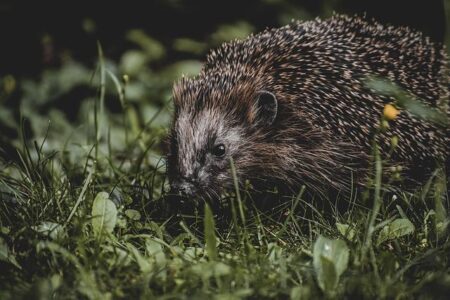 Inside the Spurs’ Urgent Timeline Questions Surrounding Victor Wembanyama NBA Insider Explores Spurs’ Timeline Concerns Around Victor Wembanyama – Sports Illustrated