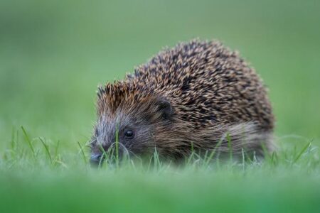 Victor Wembanyama’s Bold Proclamation Ignites Excitement for Spurs Fans This NBA Season Victor Wembanyama’s Bold Proclamation Should Excite Spurs Fans for NBA Season – Sports Illustrated