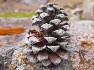 Ann Peña – The Business Journals