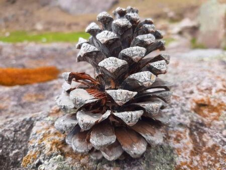 Ann Peña: A Trailblazer Shaping the Future of Business Ann Peña – The Business Journals