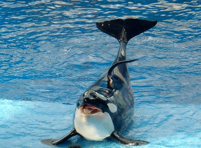 Is SeaWorld Making a Comeback? New Rides Drive Attendance Surge as ‘Blackfish’ Controversy Fades Is SeaWorld mounting a comeback? New rides boost attendance as ‘Blackfish’ turmoil fades – USA Today