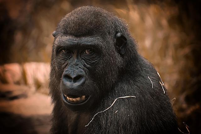 SA Zoo’s planned $65M expansion to include new Congo Falls gorilla habitat – KSAT