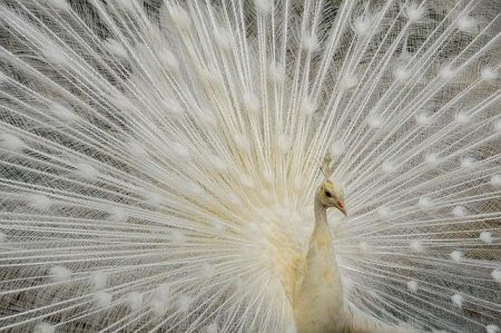 San Antonio Zoo Welcomes the Arrival of Two Rare Congo Peafowl Chicks San Antonio Zoo celebrates hatching of 2 rare Congo peafowl chicks – Community Impact