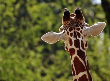 Have You Seen Gracie? Texas Officials Launch Search for Missing Giraffe Have you seen Gracie? Officials in Texas search for missing giraffe – USA Today