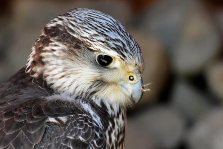 Bat Falcon photographed in Texas for first time in United States history – WOAI