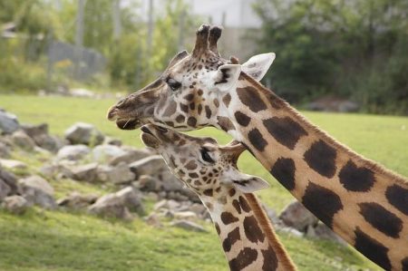 Missing giraffe ‘Gracie’ found in Texas – NBC News